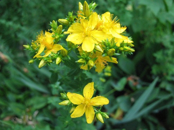 Зверобой вариегатный