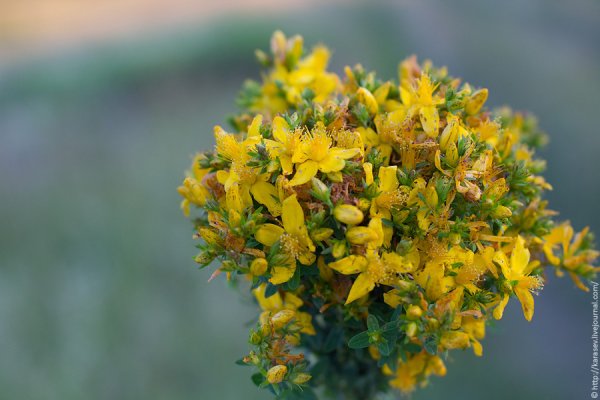 Зверобой Золотодолинский
