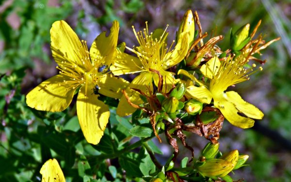 Зверобой Луговой