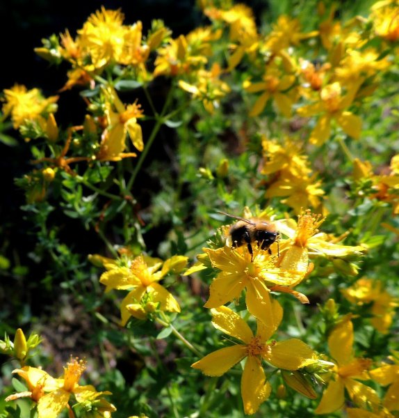 Зверобой продырявленный (обыкновенный)
