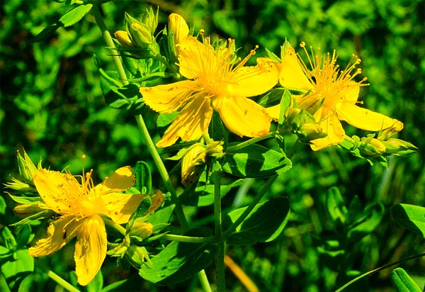 Hypericum bupleuroides
