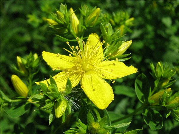 Зверобой мозерианум
