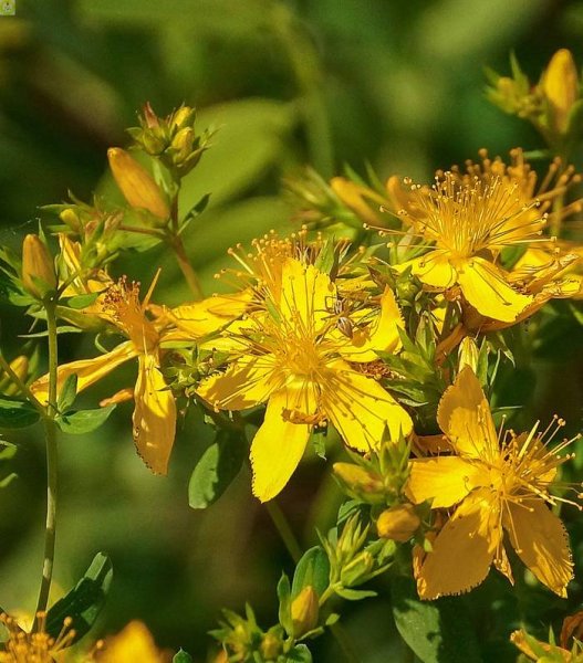 Зверобой волосистый(Hypericum hirsutum l.)