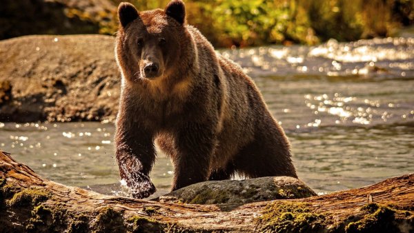 Северная Америка медведь Гризли