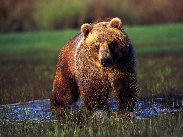 Картинки медведь бурый (42 фото)