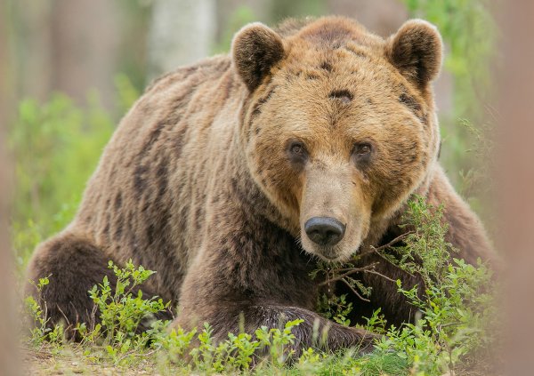 Медведь коричневый