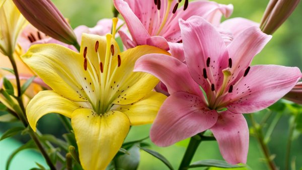 Лилия Lilium