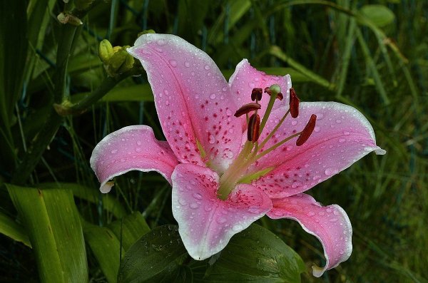 Stargazer Lilies