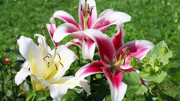Лилия Elegant Crown