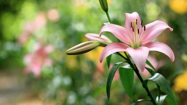 Лилия (Lilium Petacas