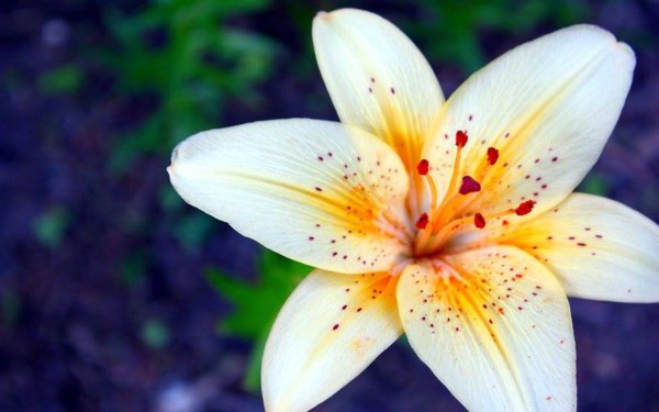 Картинки цветок лилия (44 фото)