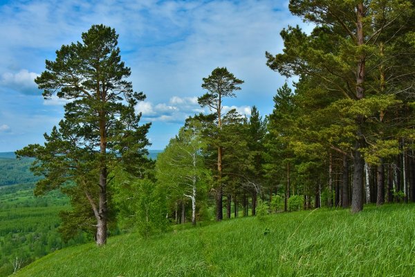 Сибирский кедр лес
