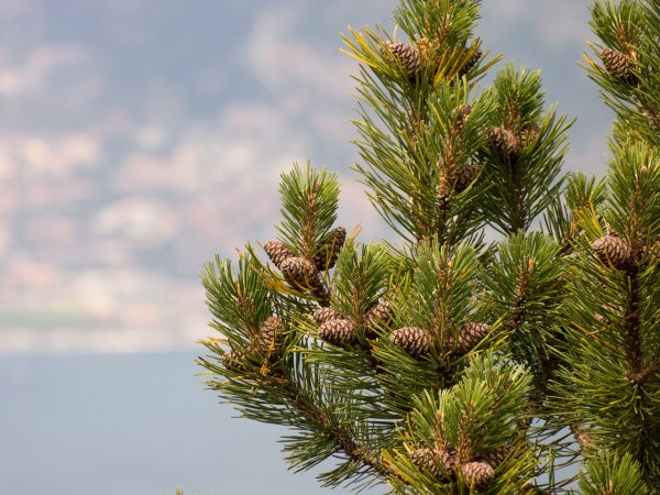 Pinus Sylvestris хвоя