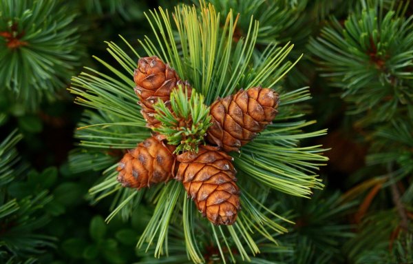 Сосна обыкновенная Pinus Sylvestris l