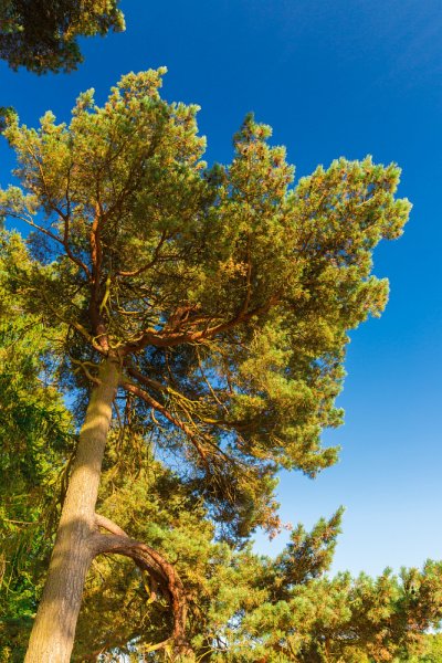 Сосна обыкновенная Pinus Sylvestris l