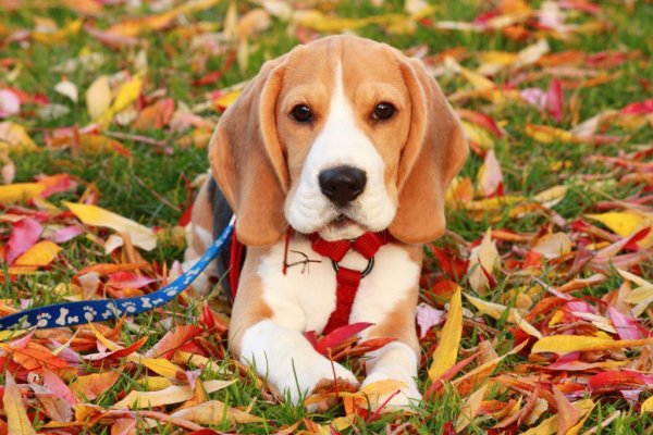 Милые собаки породы Бигль