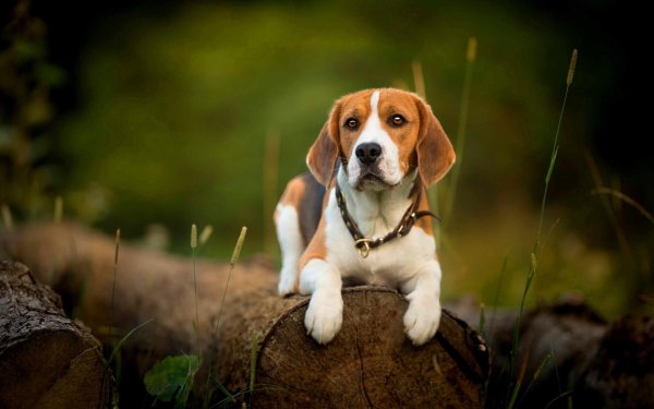 Бигль длинношерстный