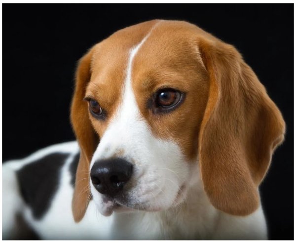 Порода собак Бигль