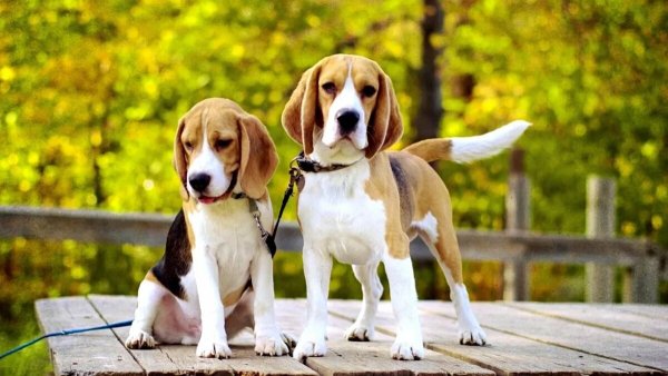 Порода собак Бигль