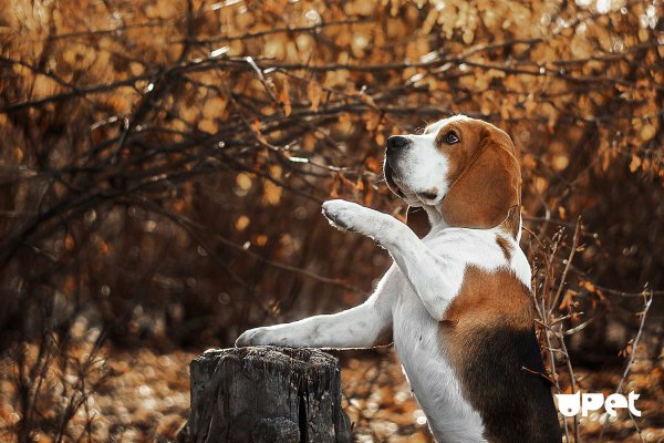 Вельш хаунд