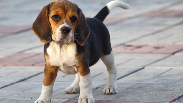 Бигль щенок