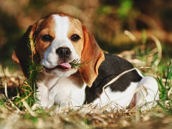 Северный Бигль