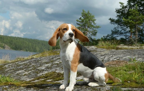 Бигль порода собаки Бигль