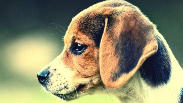 Бигль щенок милые