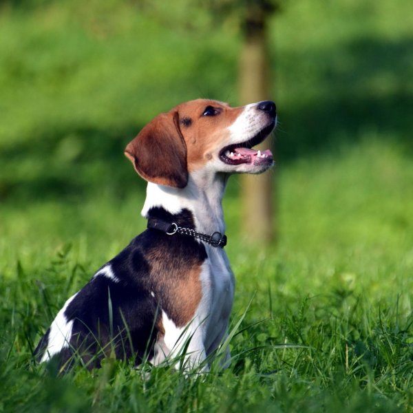 Пятнистый Бигль