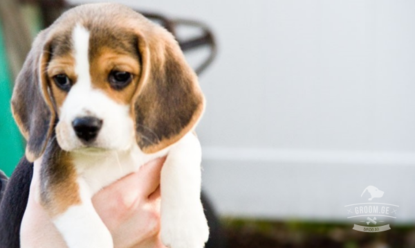 Бигль щенок э