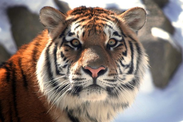 Картинки морда тигра (43 фото)