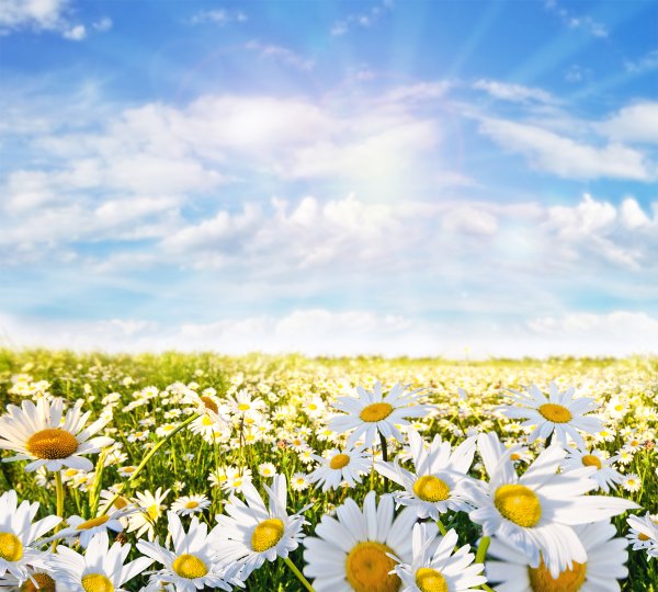 Ромашки и небо