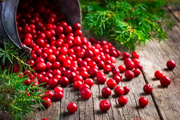 Клюква дикорос