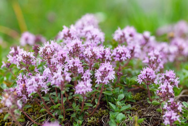 Тимьян ползучий (Thymus serpyllum)
