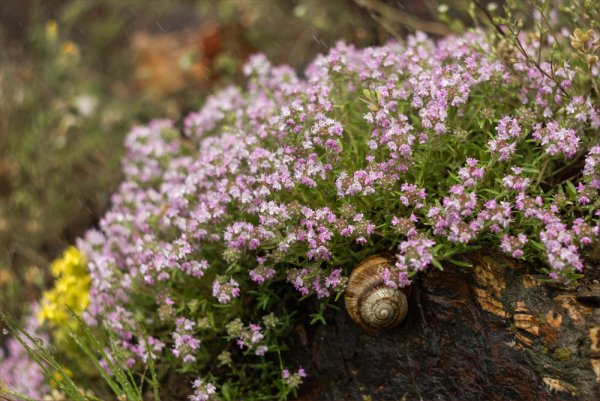 Тимьян ползучий куст