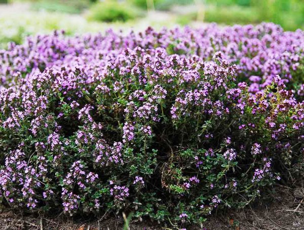 Тимьян чабер