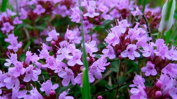 Тимьян Даурский