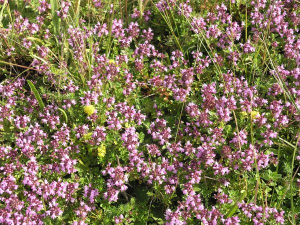 Тимьян ползучий (Thymus serpyllum)