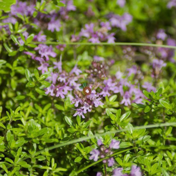 Тимьян Thymus