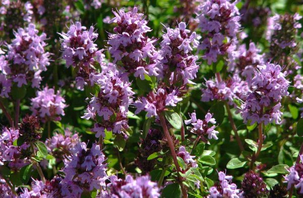 Растение тимьян ползучий