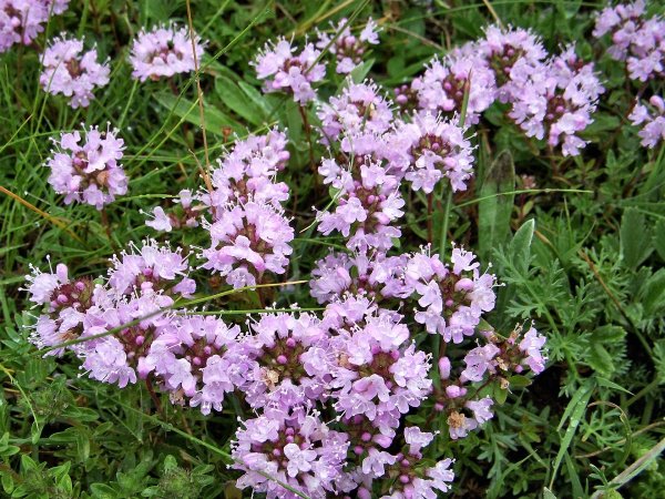Чабрец (Thymus serpyllum)