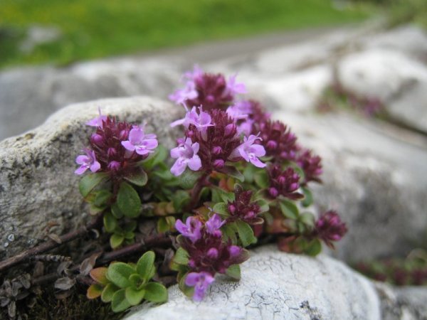 Чабрец тимьян Богородская трава