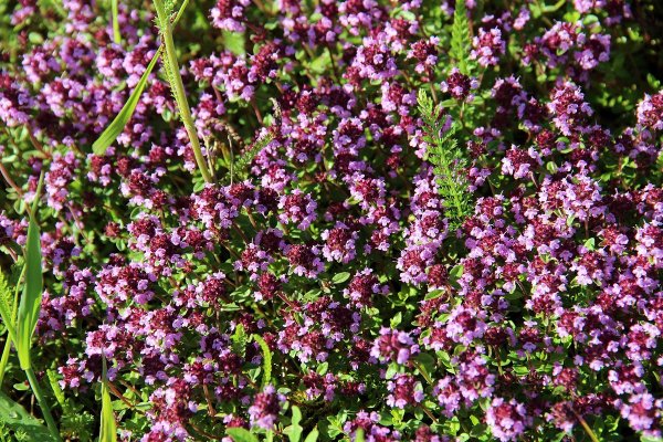 Фото травы чабреца и душицы