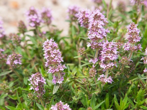 Тимьян ползучий (Thýmus serpýllum)