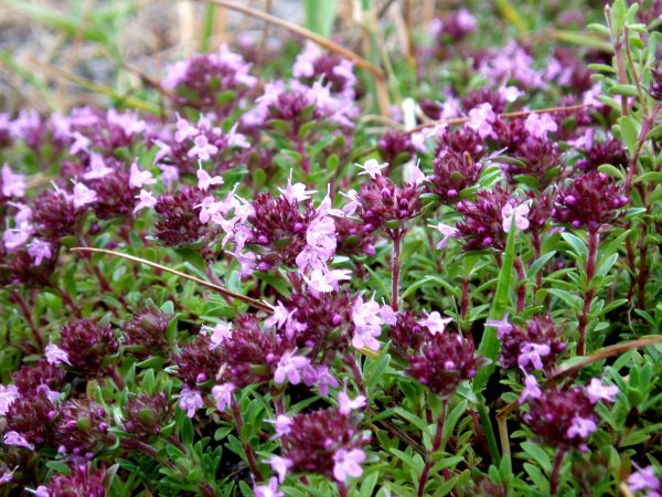 Тимьян (чабрец) ползучий Elfin