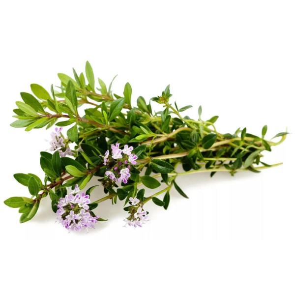 Богородская трава чабрец