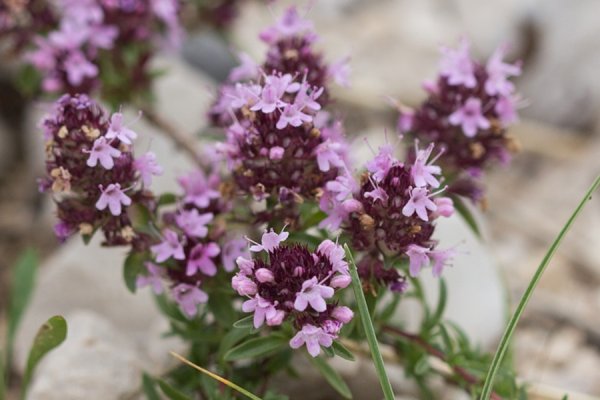 Тимьян ползучий (Thymus serpyllum)