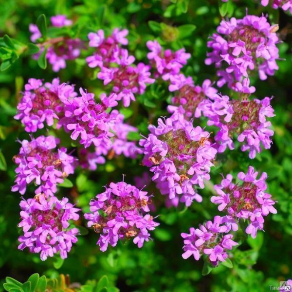 "Чабрец Байкальский"