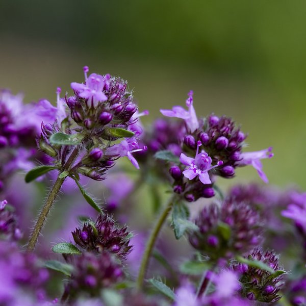 Тимьян (чабрец)