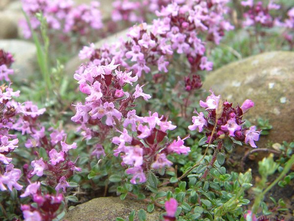 Thymus odoratissimus (чабрец песчаный)